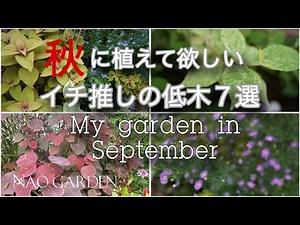 秋に植えて欲しいお勧めの庭木7選