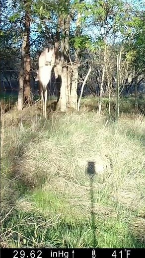 Deer Jumping Fence #shorts