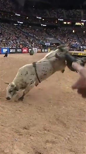 When you're the oldest back-to-back YETI World Champion Bucking Bull in history, you deserve to be inducted into PBR's Heroes and Legends. | PBR