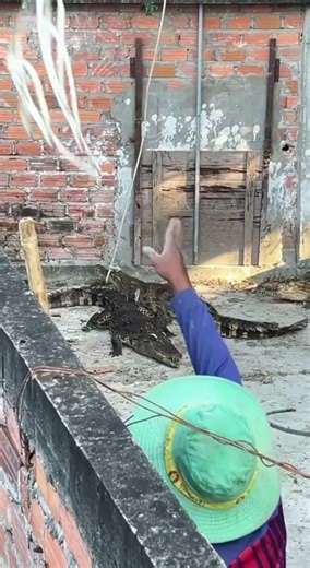 This is how they move massive crocodiles #crocodile #animals #farm