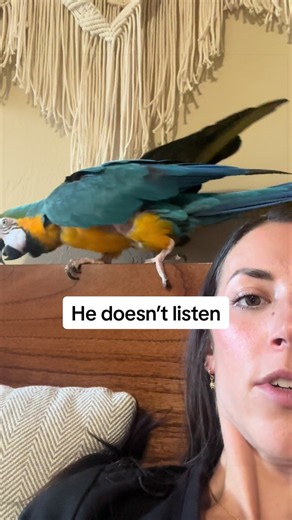 Not a care in the world. #macaw #rescue #birb #sassy #parrot | parrot
