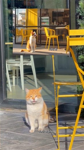 Real Cat vs AI Cat: Which One is More Fascinating? Discover the Difference!