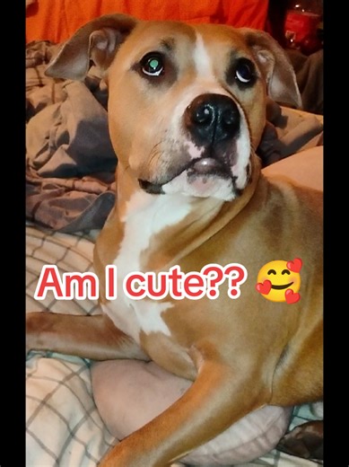 do you think my puppy dog's cute? follow us for more we want to go viral. thank you @banko #amicute #dogslife #puppydogsoftiktok #pitbulls #cutedogsonly