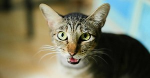 Pourquoi les chats miaulent-ils rarement entre eux ?