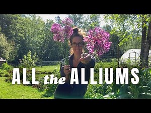 Onions for cut flowers? How to harvest + arrange with alliums