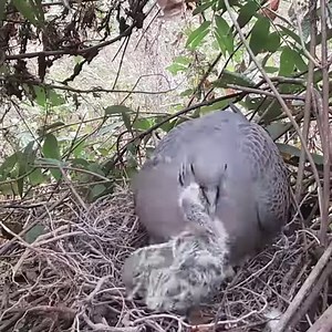 276K views · 5.4K reactions | Nature Bird Life, review mommy feeds her babies, baby birds nest life P378 #birdlovers #babybird #birdsofinstagram #birdsounds #littlebird #bird #birdlife #nature #babybird #naturelover #birdwatching #motherbird #wildlife #viralvideo #reviewbirdnest #birdphotography #birdnest #lifewithbirds | Nature Bird Life | Facebook