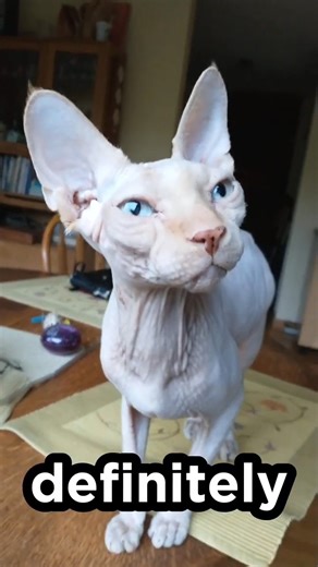 Top 3 Most Aggressive Cat Breeds 😼"