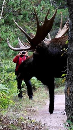 gigantic moose in Glacier. #wildlife #nature #outdoors #animals #travel