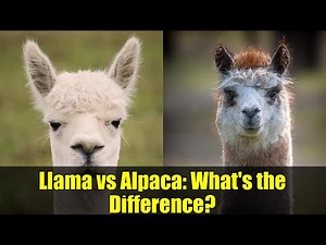 Llama vs Alpaca: What's the Difference?