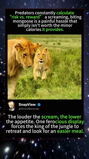 Ambush and Hunt, Wild Survival Records