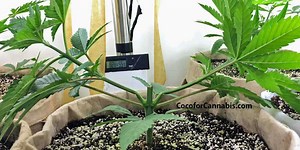 Cannabis Plant Training Guide - Why You Should Train Cannabis Plants - Coco For Cannabis