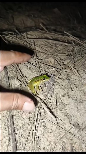 This little tree frog jump amazingly funny😁😚😁😍 #jumping #frog #animals #mammals