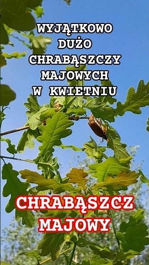 Chrabąszcze majowe #przyrodapolska #nature
