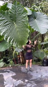 2.9M views · 22K reactions | Do You Know Taro (Arbi) is an Oldest Medicinal Crops in the World! #shorts #plants #farming #india #reels #instagram #nature | The Facts Hub | Facebook