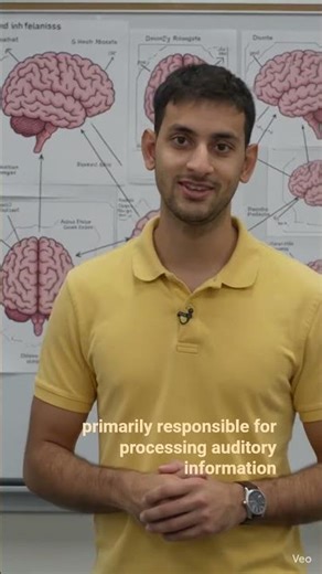 Lecturing a class anatomy n morphology of the human brain 🧠
