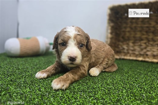 Evelyn - Mini Goldendoodle Puppy 90D6A3