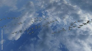 Wild ducks slowly flying in flocks migrating to warm places, 4K