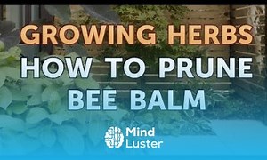 Mind Luster - Learn How to Prune Bee Balm