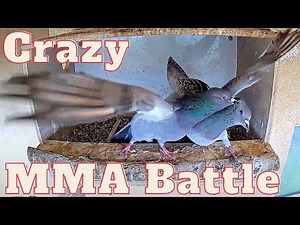 Crazy MMA Wild Pigeon fight: Males fight over the right to breed in the nest box and the female.