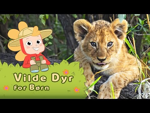 Vilde Dyr for Børn | lær om vilde dyr fra Afrika sammen med Nanna Ninja