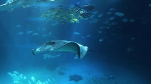 Stingray swimming amidst a school of fish