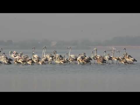 Mesmerizing Flock of Flamingos | Relaxing Nature Sounds 🦩