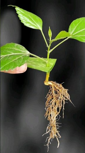 How to propagate Hibiscus Plant from cutting / hibiscus cutting propagat