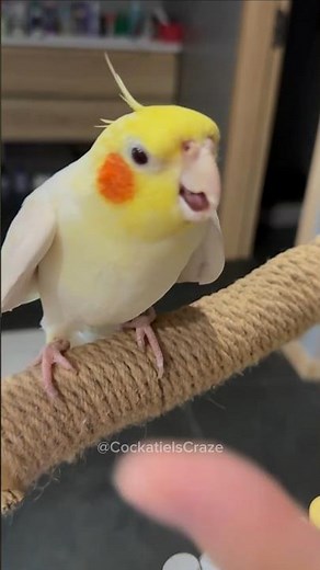 Adorable Cockatiel's Cute Peekaboo playtime✨🦜 ♥️ #cockatielscraze #cockatiel #vibrantbirds