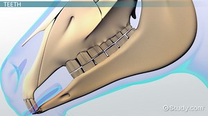 Herbivory Definition, Adaptations & Examples