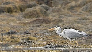 Un héron attrape un poisson au ralenti / A heron catchs a fish in slowmotion