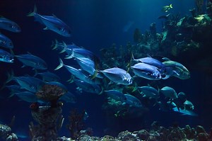 12 Must See Exhibits at SEA LIFE Melbourne Aquarium