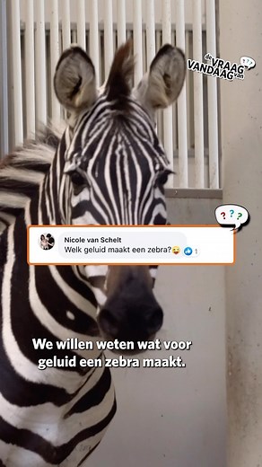 Wat voor geluid maakt een zebra? 🦓🔊 #wistjedat #vraagenantwoord #zebra #harem #burgerszoo | Burgers' Zoo