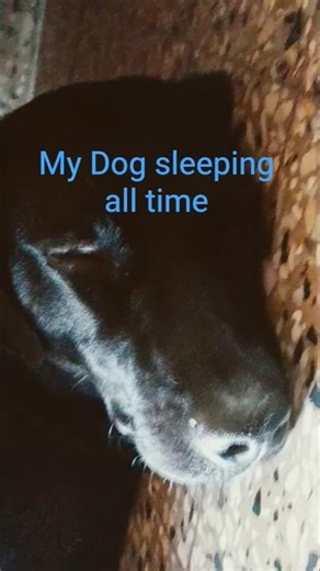 My dog sleeping all time #cover #dog #dogs #gospelmusic #music #song