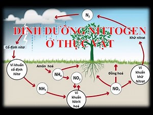 Nitrogen nutrition in plants