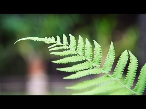 Musique Relaxante Anti stress Piano : Dormir Détente et Repos