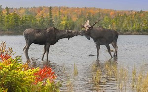These States Have the Most Moose Roaming Free