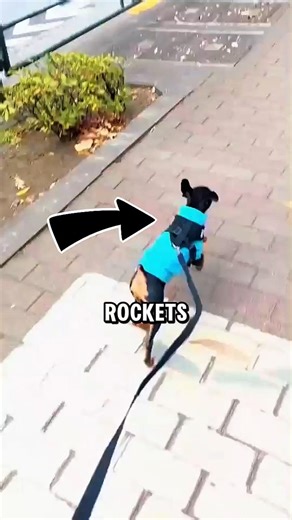 5 Adorable Tiny Dogs That Run Like Rockets #facts #animalfacts #wildlife #shorts