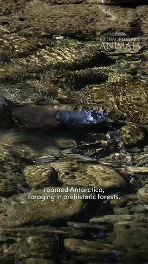 Meet our weird and wonderful Aussie icon, the platypus 🧡 This monotreme might look like a mishmash of a duck, otter and beaver, but its closest relatives are actually echidnas. 📺: Australian Geographic Extraordinary Animals now streaming for free via SBS On Demand @sbsondemand #ausgeo #platypus | Australian Geographic