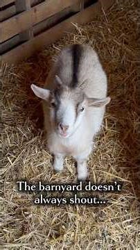Bedtime at the Barnyatd