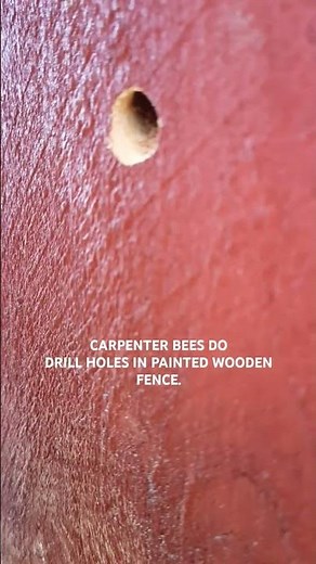 Carpenter Bees do drill holes in painted wood.