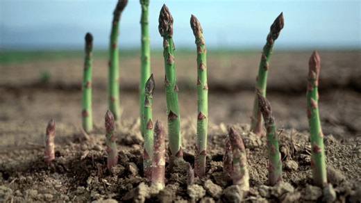 Top 10 perennial vegetables that are perfect for sustainable gardening