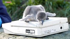 Chester Zoo has just welcomed its first four baby penguins of the year, and they have been named after their keepers' favourite crisps | Sky News