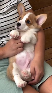 straight from the 💛 . . . #adorable #corgi #zeltoncorgis #puppy #love #real #cuddle #moment #dogsof #corgilovers #fyp | The Corgi Life