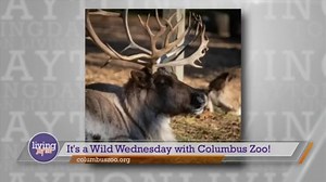 It’s a Wild Wednesday with Columbus Zoo & Aquarium!