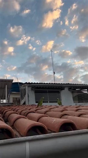 77K views · 1.8K reactions | Blue fronted amazon #avairybirds #parrots #amazonparrot | North Africa Parrot Services | Facebook