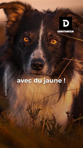 Quelles sont les différentes couleurs des yeux chez un chien ? | Demotivateur