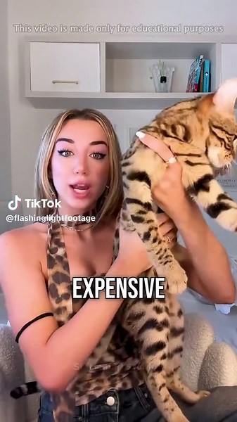 The Most Expensive Cats On Earth😍#truestory #expensivecat #unitedstates #viral #catoftiktok