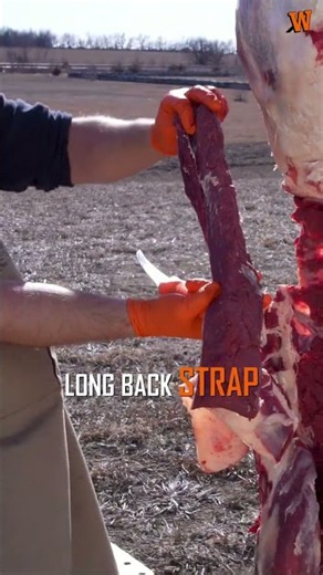 Mastering Deer Backstrap #food #venison #deer