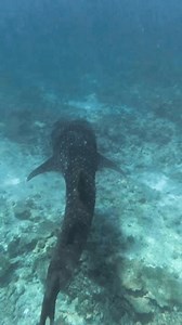 Swimming Whale Shark Maldives Stock Footage Video (100% Royalty-free) 3682588187 | Shutterstock