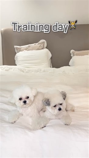 Bougie babies | Leo & Baby G on Instagram: "Training day part.2 🏋️ 👉 Follow us for more bougie BB moments #dogsofinstagram #instadog #fluffydog #petinfluencer #dogmodel"